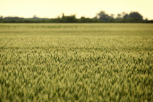 sunset over green rye field in spring time