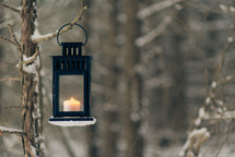 a lantern hanging on a tree branch