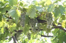 A grapevine growing in Thessaloniki, Greece. 