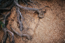 roots of a tree on a slope 