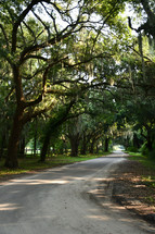 dirt road with live oak trees covered in Spanish moss 