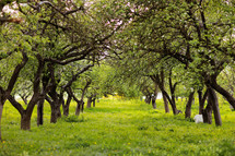 Fantasy apple trees garden with natural arch entrance, environmental eco background with empty copy space, mysterious summer nature backdrop