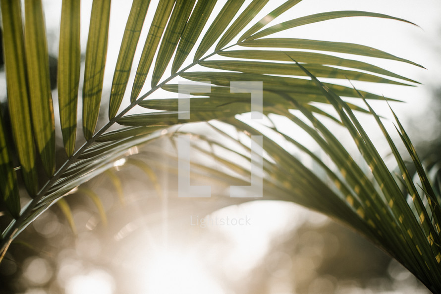 palm fronds in sunlight 