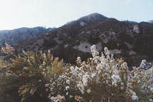 fuzzy white flowers on a mountaintop 