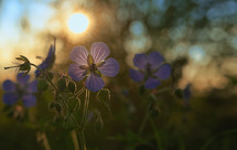 Morning Closeup Of Geranium Meadow Blue Flower In The Fields
