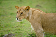 female lioness 