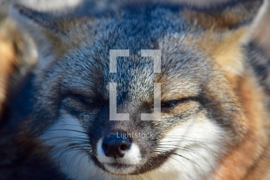 A sly fox