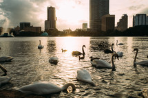 swans on Lake Eola at sunset 