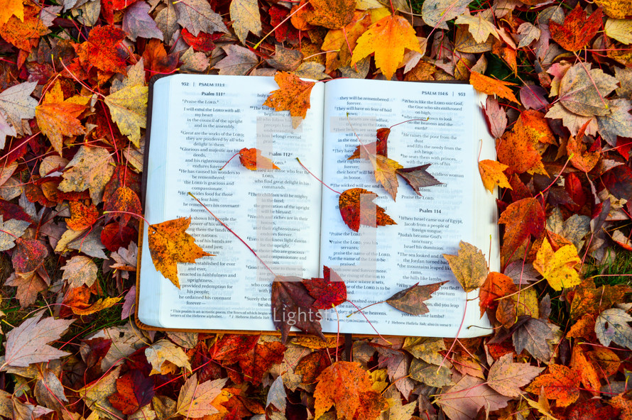 Open Bible on top of Autumn Leaves