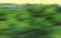Abstract Green Field Moved By Wind