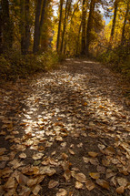 leaves on the ground in a fall forest 