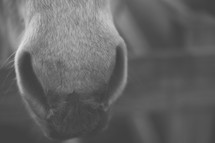 horse nose 