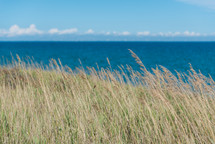 tall sea oats and ocean view 