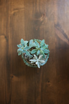 overhead view of a potted succulent plant 
