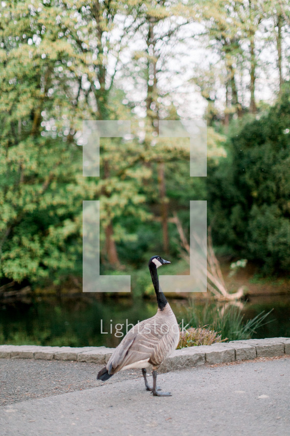 Canada goose by a pond 