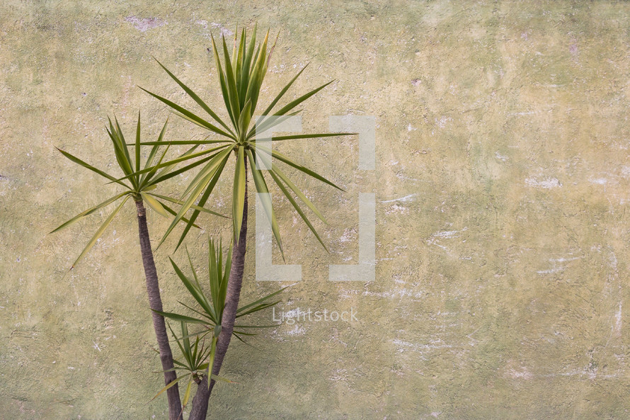potted palm tree against a green wall 