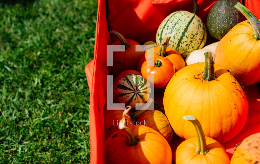 pumpkins in a red wagon