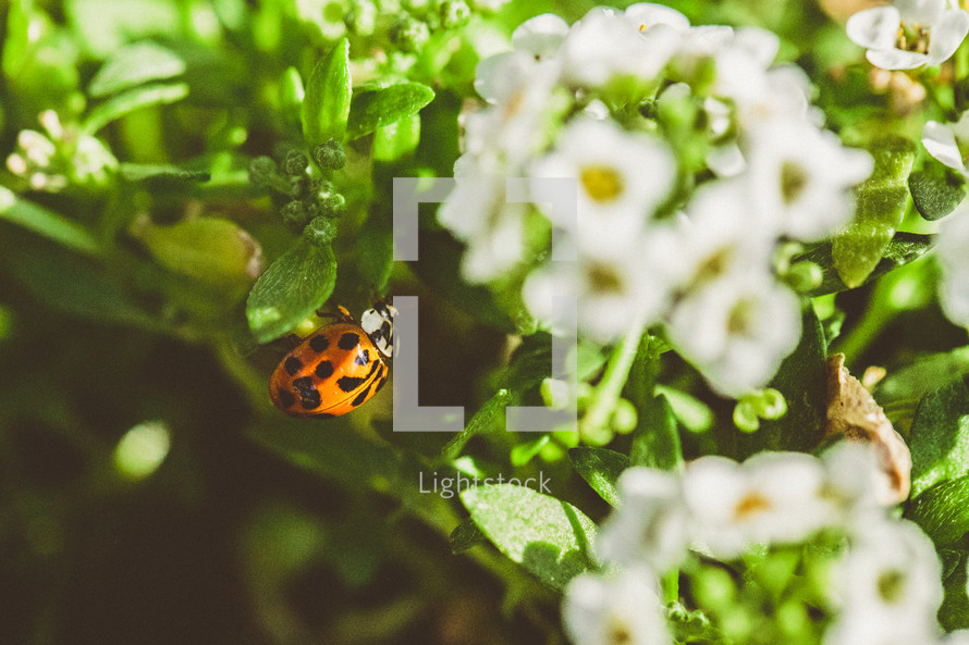 ladybug on flowers 
