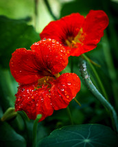 water droplets on red flowers 