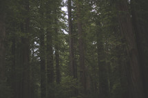 A forest of tall pine trees.
