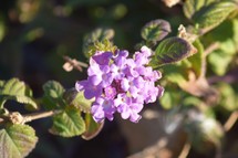 purple lantana flowers 