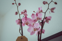 pink orchid flowers 