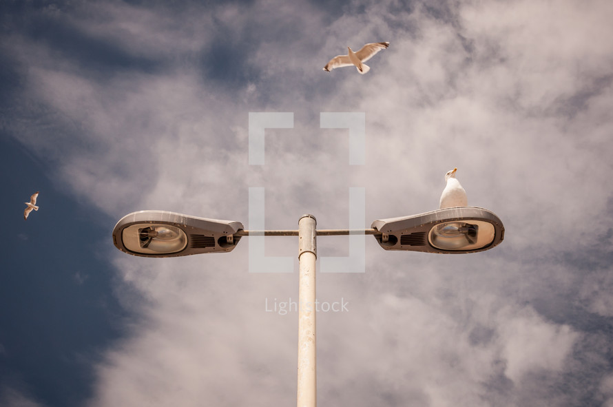 seagulls on a street lamp 