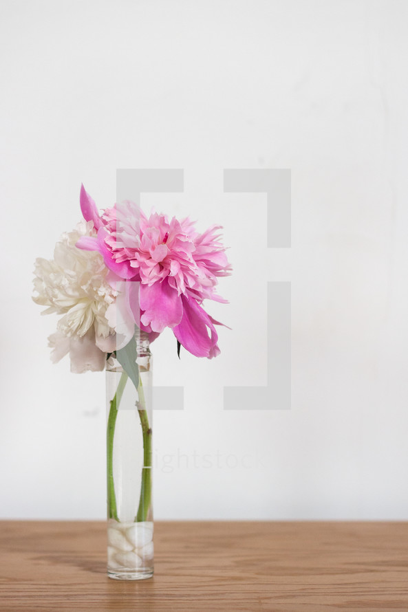 pink and white flowers on a white background 