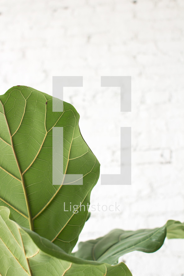 Large green leaves against a white background.