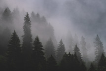 Misty spruce trees in the forest
