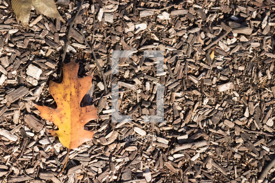 oak leaf on mulch 
