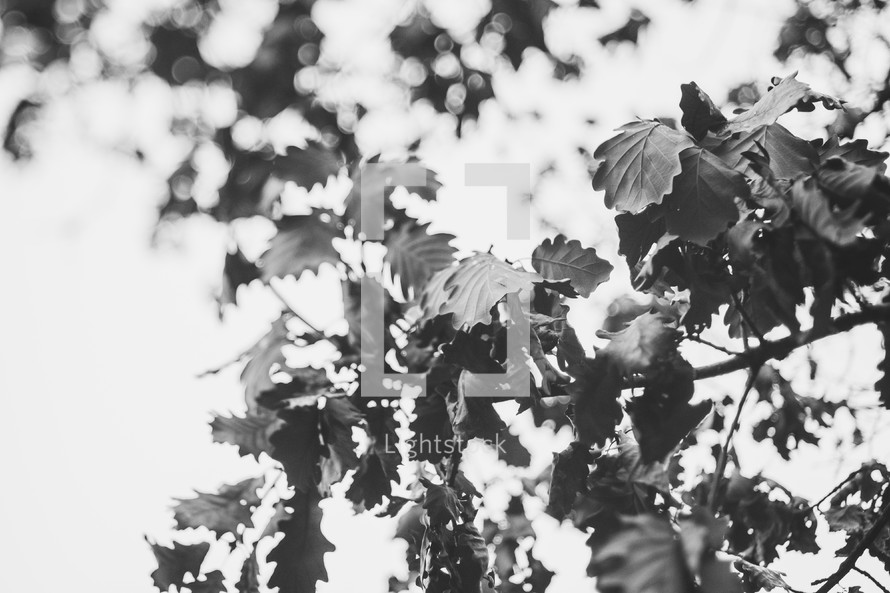 leaves on a branch in black and white 
