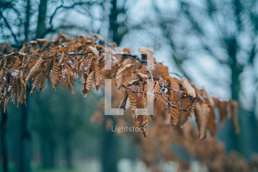 brown leaves on a branch