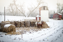 horses eating hay in the snow