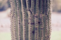 woodpecker holes in a barrel cactus 