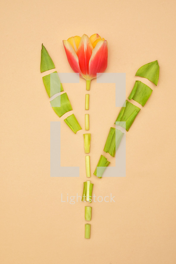 One cut tulip isolated on paper background