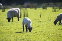 grazing flock of sheep 