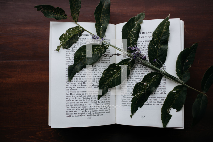green leaves on the pages of a book 