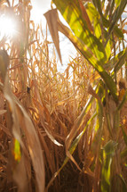 sunlight on corn in a corn field 