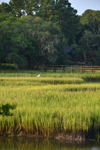 tall grasses in a marsh 
