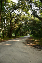 live oak trees with Spanish moss lined a dirt road in John's Island, SC