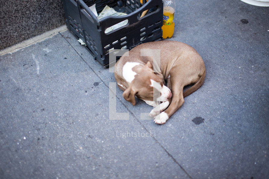 Dog sleeping on a sidewalk by a plastic crate.