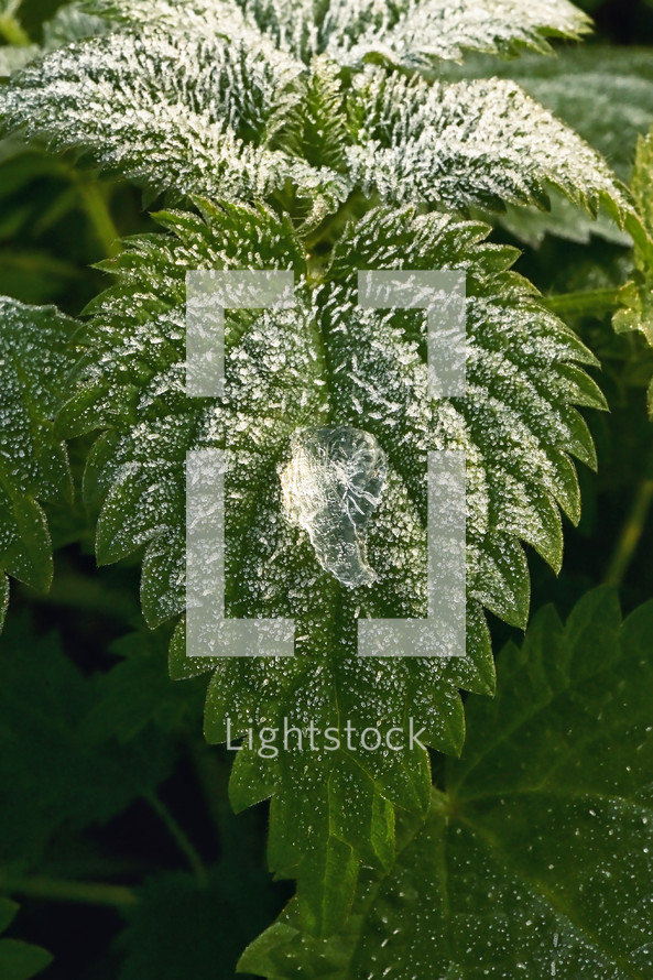 wet fuzzy leaves 