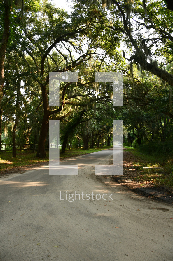 live oak trees with Spanish moss lined a dirt road in John's Island, SC