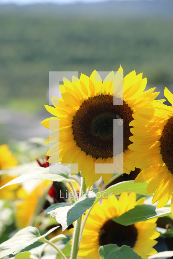 field of sunflowers 