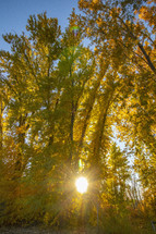 sunburst and fall trees 