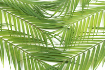 palm fronds on white background 