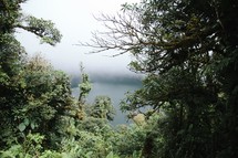 fog and dense vegetation 