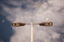 seagulls on a street lamp 