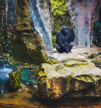 A pensive gorilla